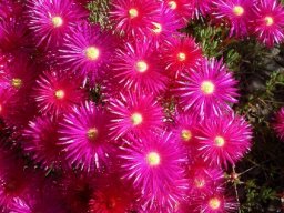 Lampranthus stenopetalus flowers